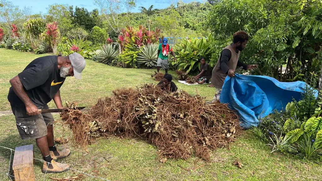 Kava Preparation - Australia Kava Shop