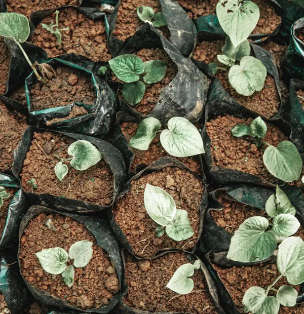 Cultivating Kava Plant - Australia Kava Shop